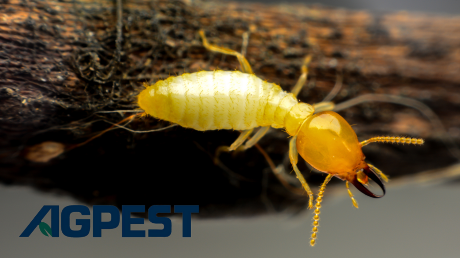 termites and carpenter ants