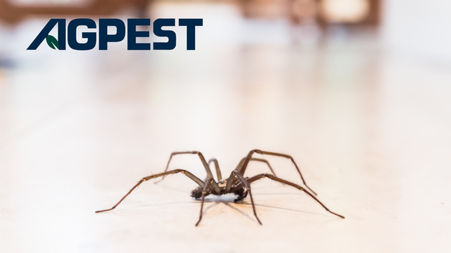 5 Most Common House Spiders in San Diego - Home Pest Control