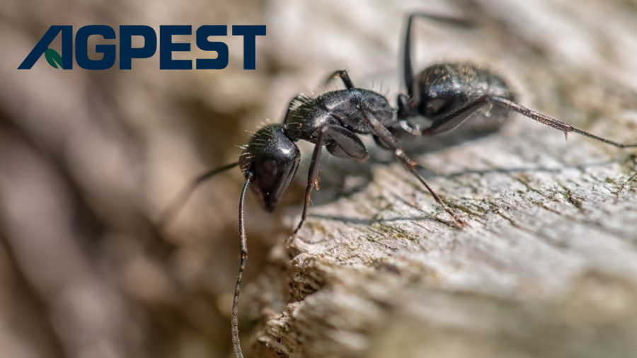 carpenter ant infestation