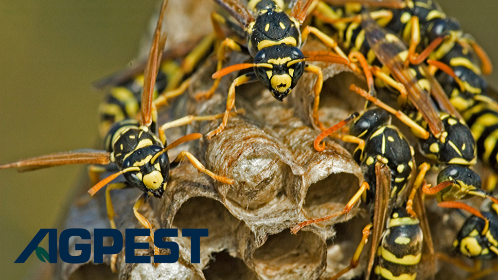 paper wasp