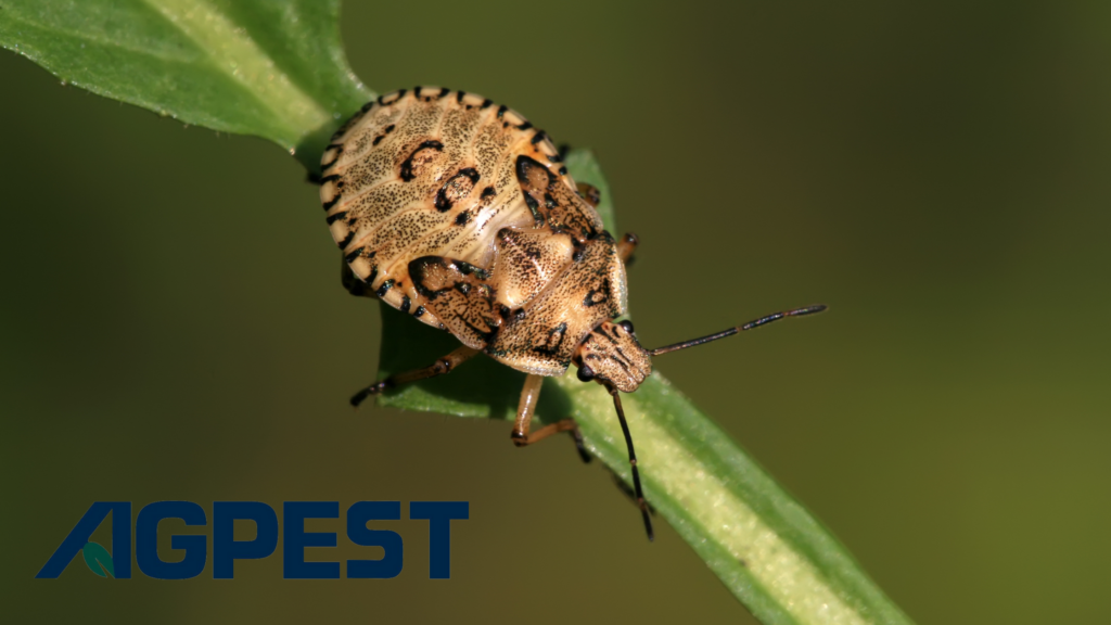 overwintering pests