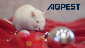 Holiday pest control tips