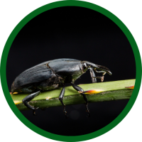 South-American-Palm-Weevil-(1)